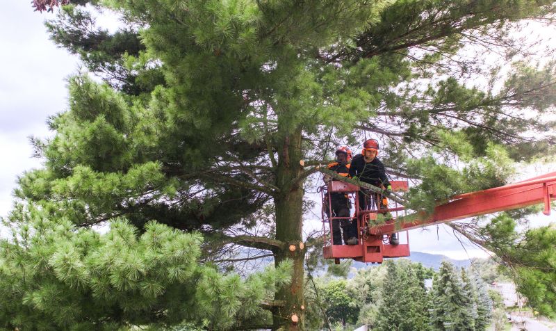 Local Magnolia Tree Trimming pros at work