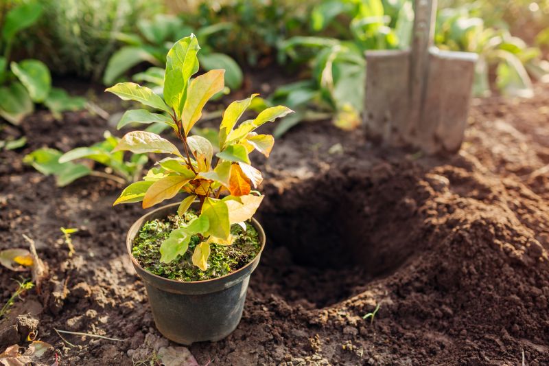 Magnolia Tree Trimming Costs — Cost of Magnolia Tree Trimming