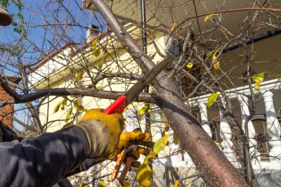 Magnolia Tree Trimming Costs — Cost of Magnolia Tree Trimming