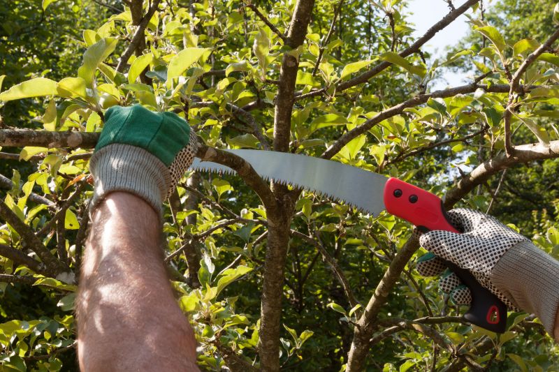 Magnolia Tree Trimming