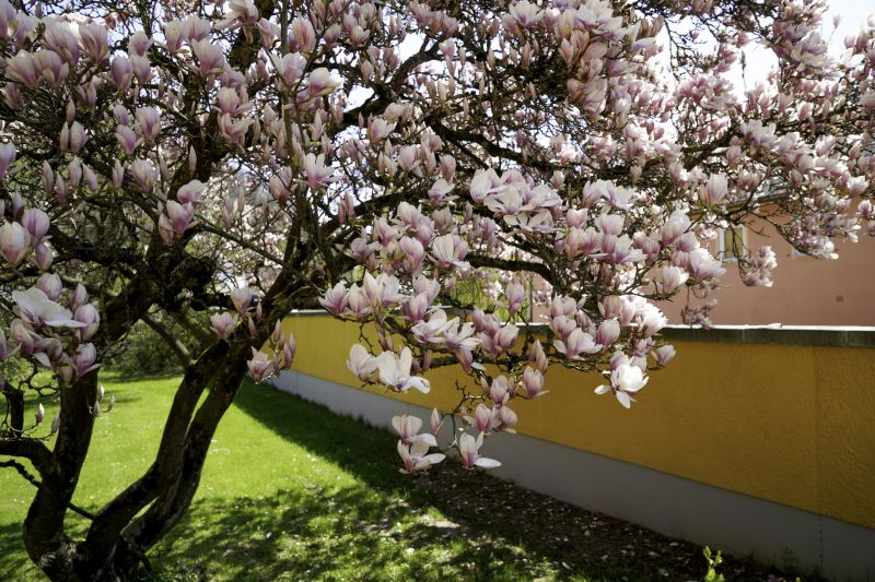 Magnolia Tree Trimming