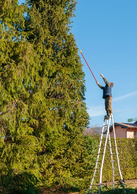 Magnolia Tree Trimming