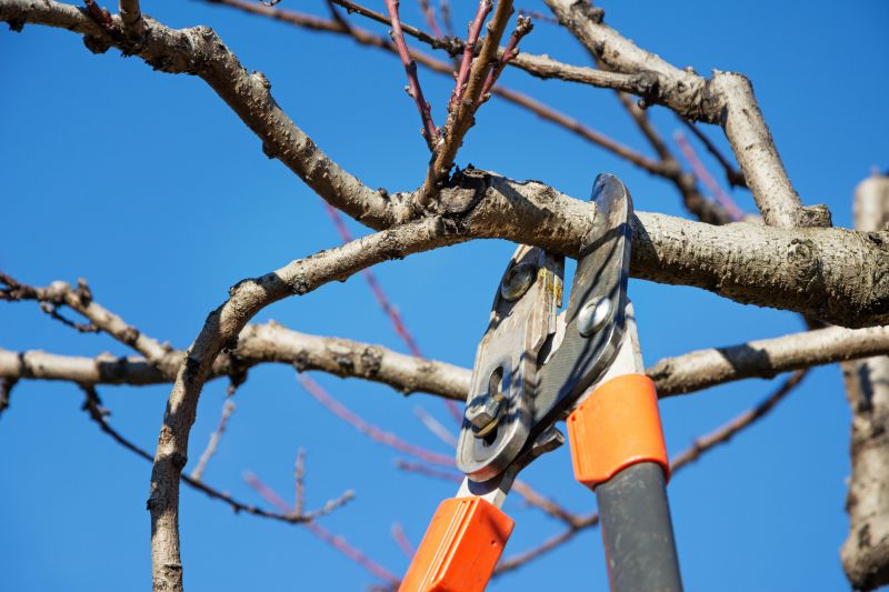 Magnolia Branch Pruning
