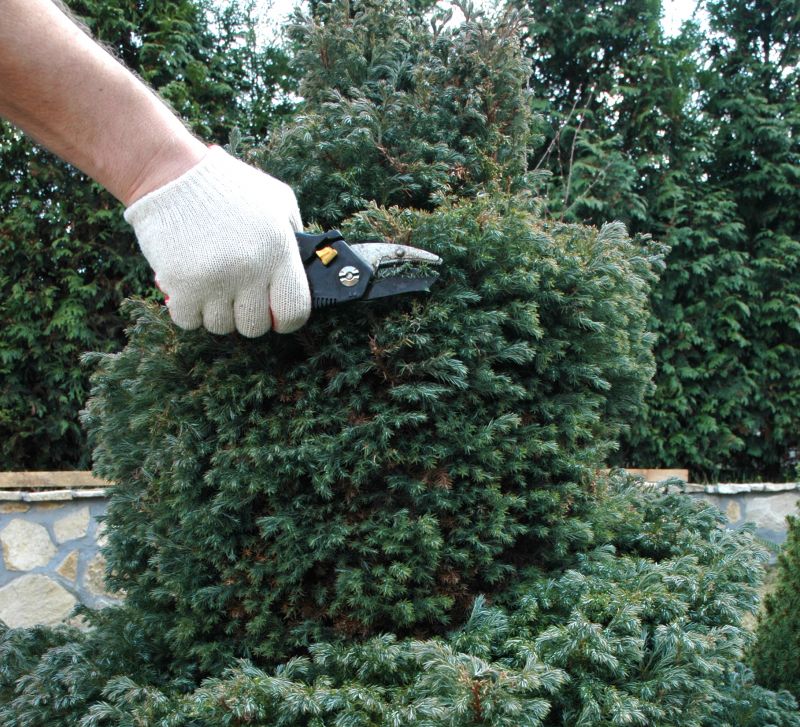 Magnolia Tree Trimming Tools