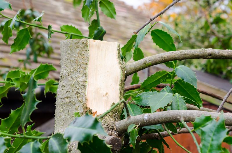Magnolia Branch Removal
