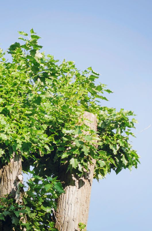 Healthy Magnolia Tree After Trimming