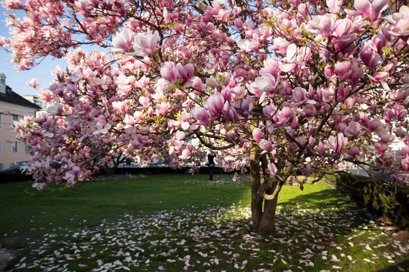 Products For Magnolia Tree Trimmings in use