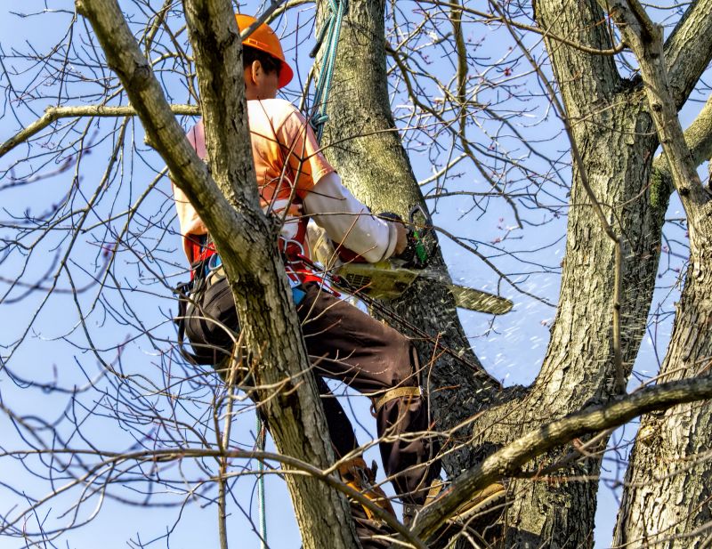 The Importance Of Regular Tree Trimming For Property Safety