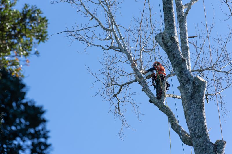 Arborist Climbing