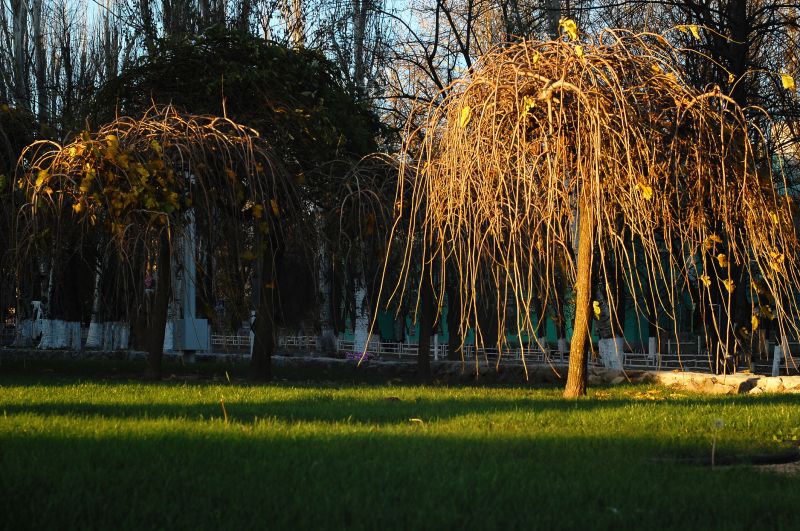 Magnolia Tree Before Trimming
