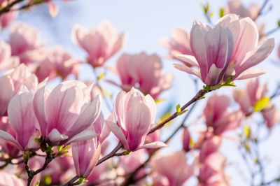 Improve The Quality of Future Blooms!
